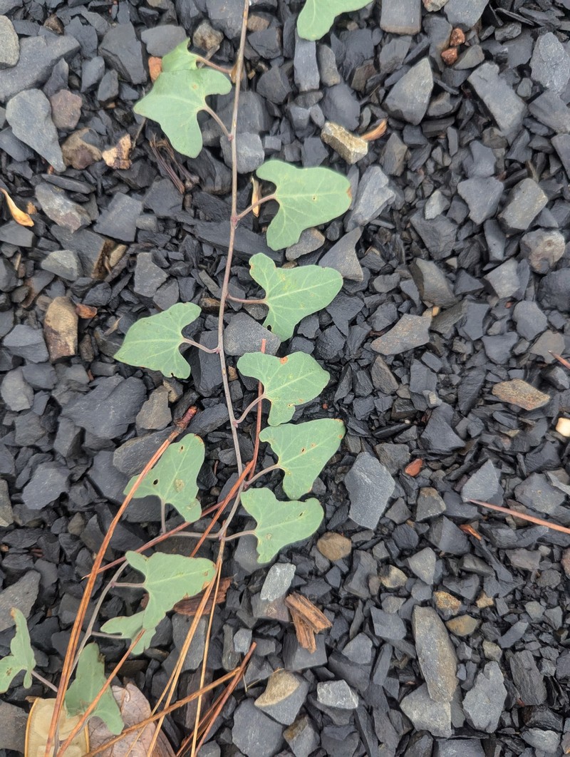 Calystegia atriplicifolia subsp. buttensis photo 8
