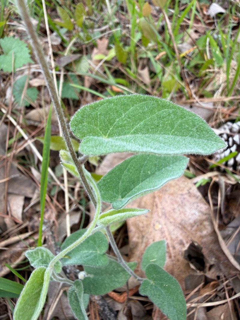 Catesby's False Bindweed