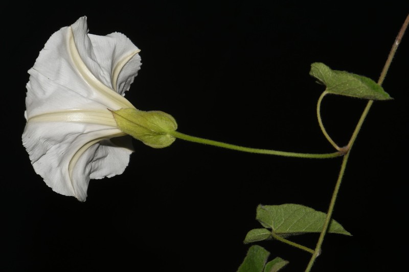 Catesby's False Bindweed photo 2