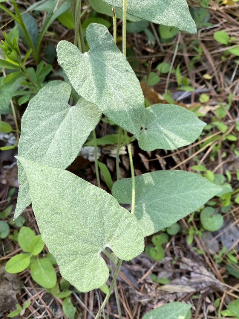 Catesby's False Bindweed photo 4