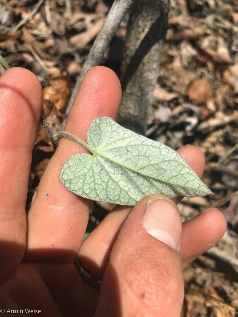 Catesby's False Bindweed photo 5
