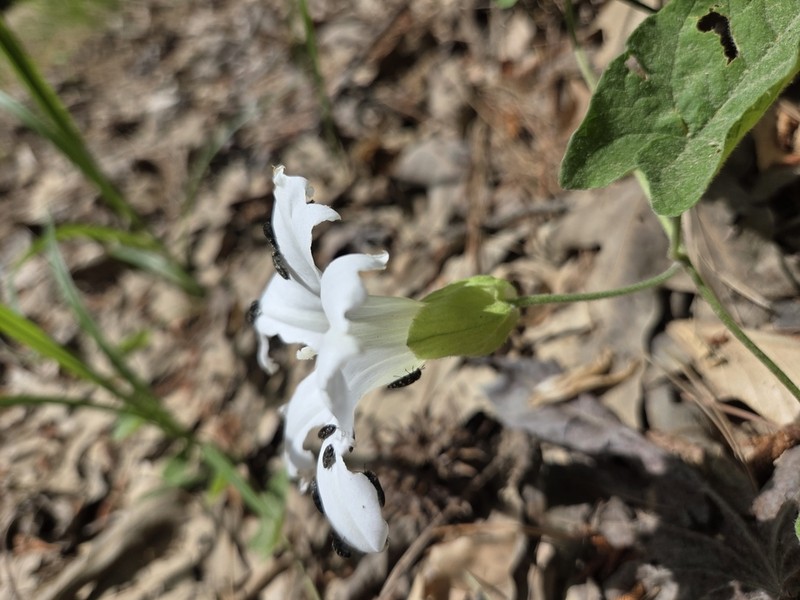 Catesby's False Bindweed photo 7