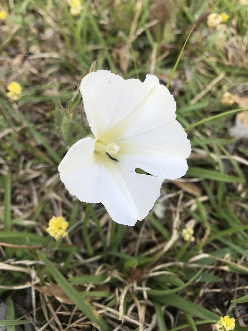 Catesby's False Bindweed photo 8
