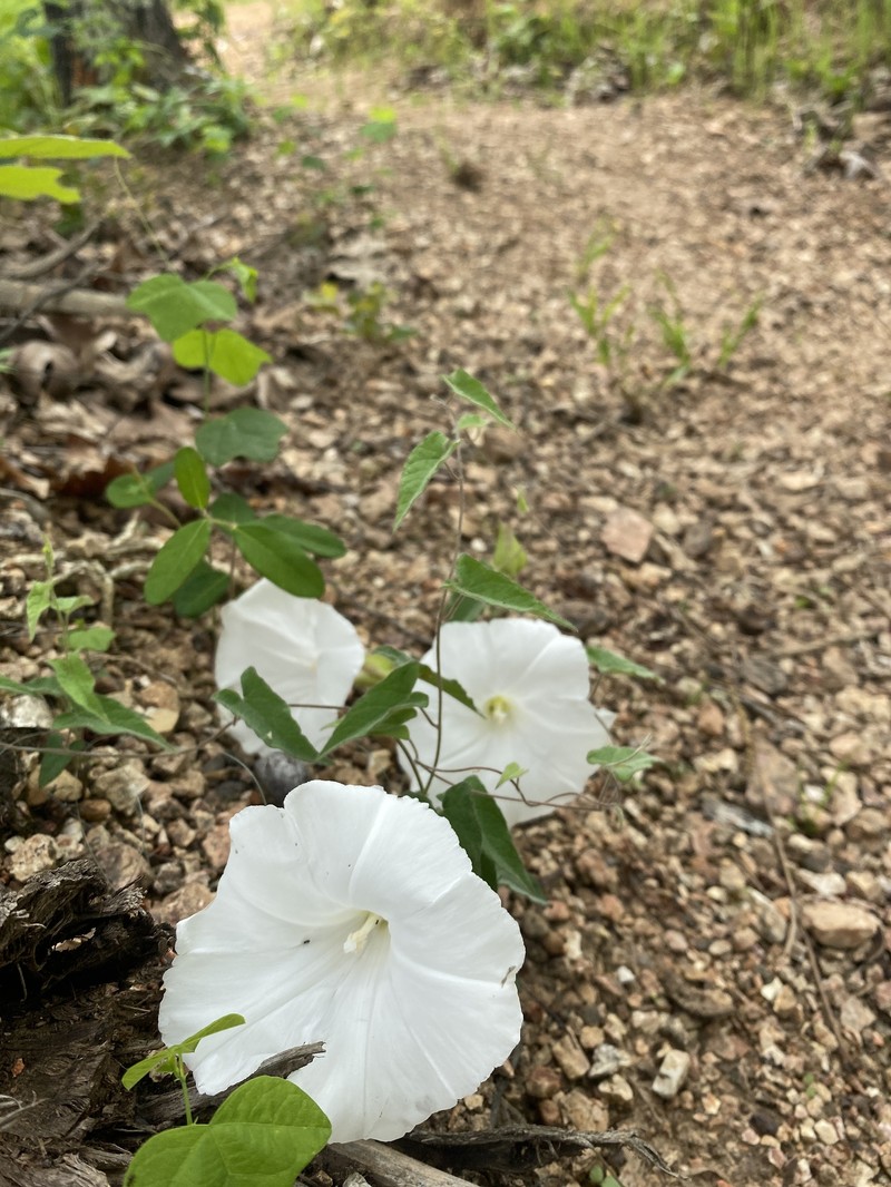 Calystegia catesbeiana subsp. catesbeiana photo 2