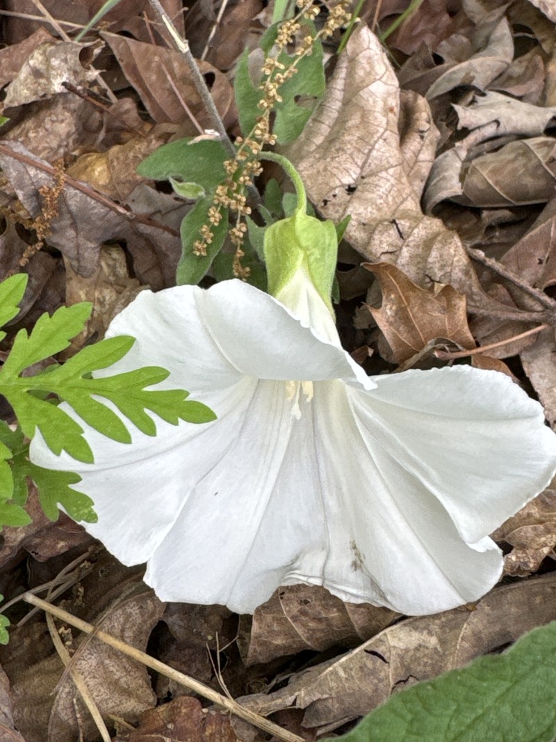 Calystegia catesbeiana subsp. catesbeiana photo 3