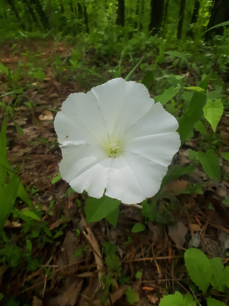 Calystegia catesbeiana subsp. catesbeiana photo 4