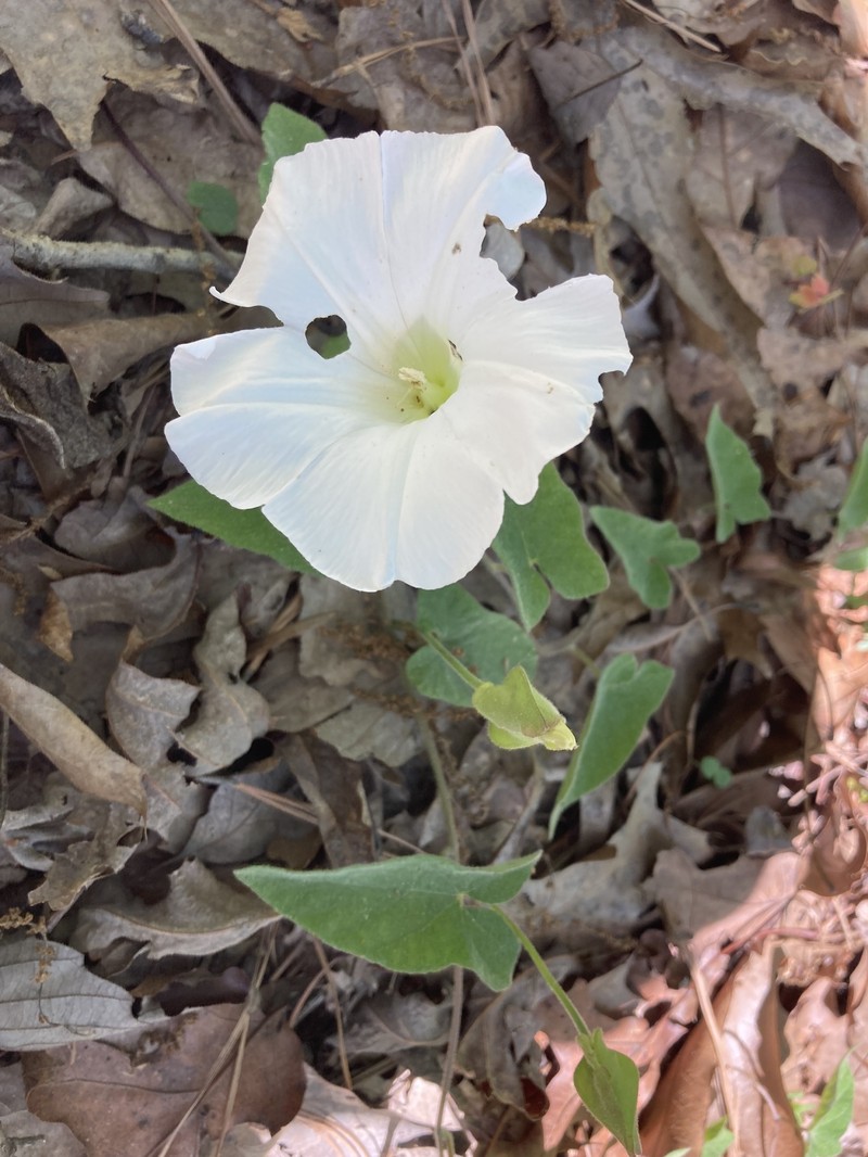 Calystegia catesbeiana subsp. catesbeiana photo 5