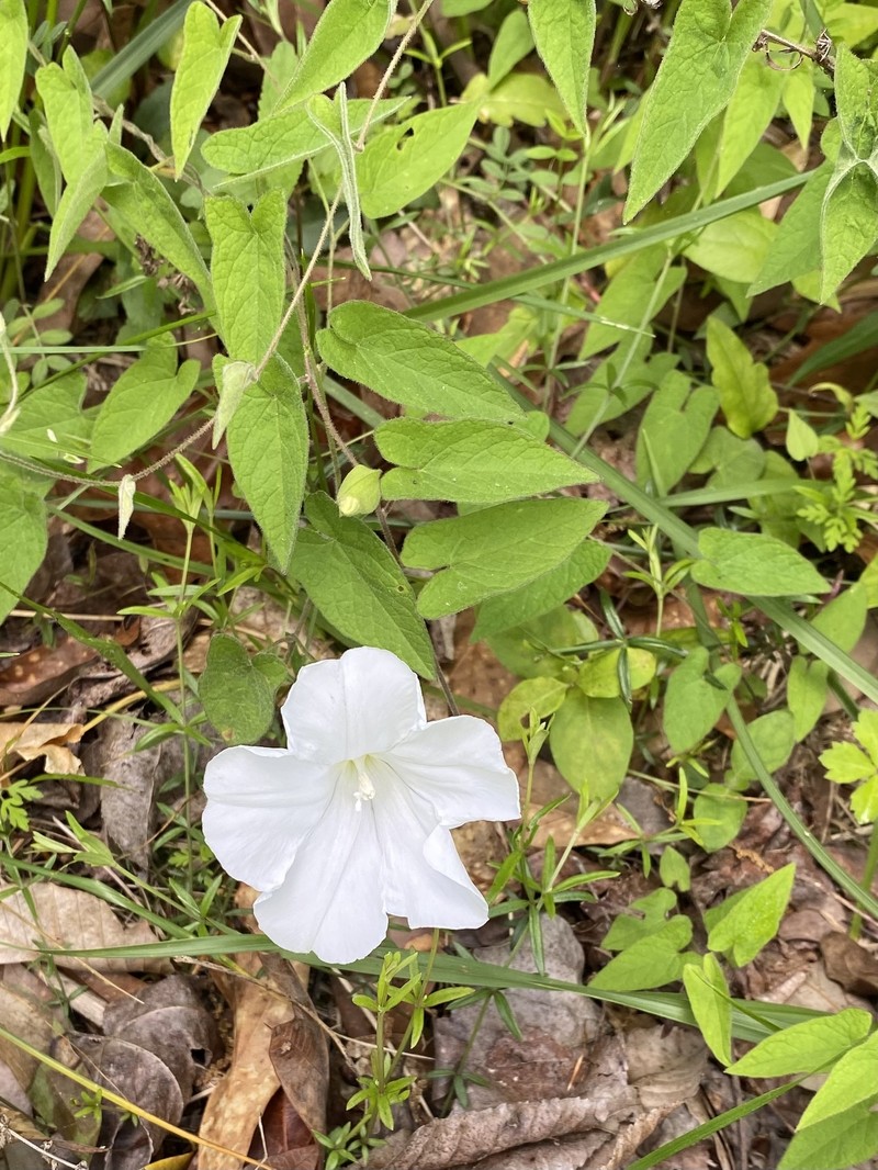 Calystegia catesbeiana subsp. catesbeiana photo 6