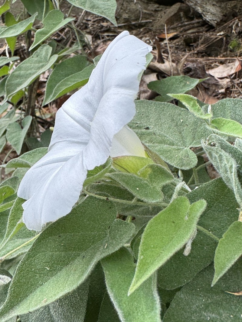 Calystegia catesbeiana subsp. catesbeiana photo 7