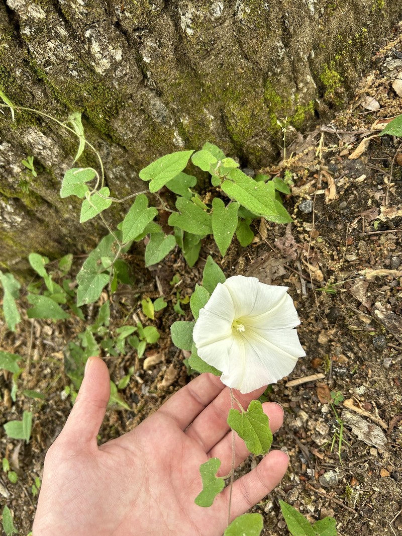 Calystegia catesbeiana subsp. catesbeiana photo 8