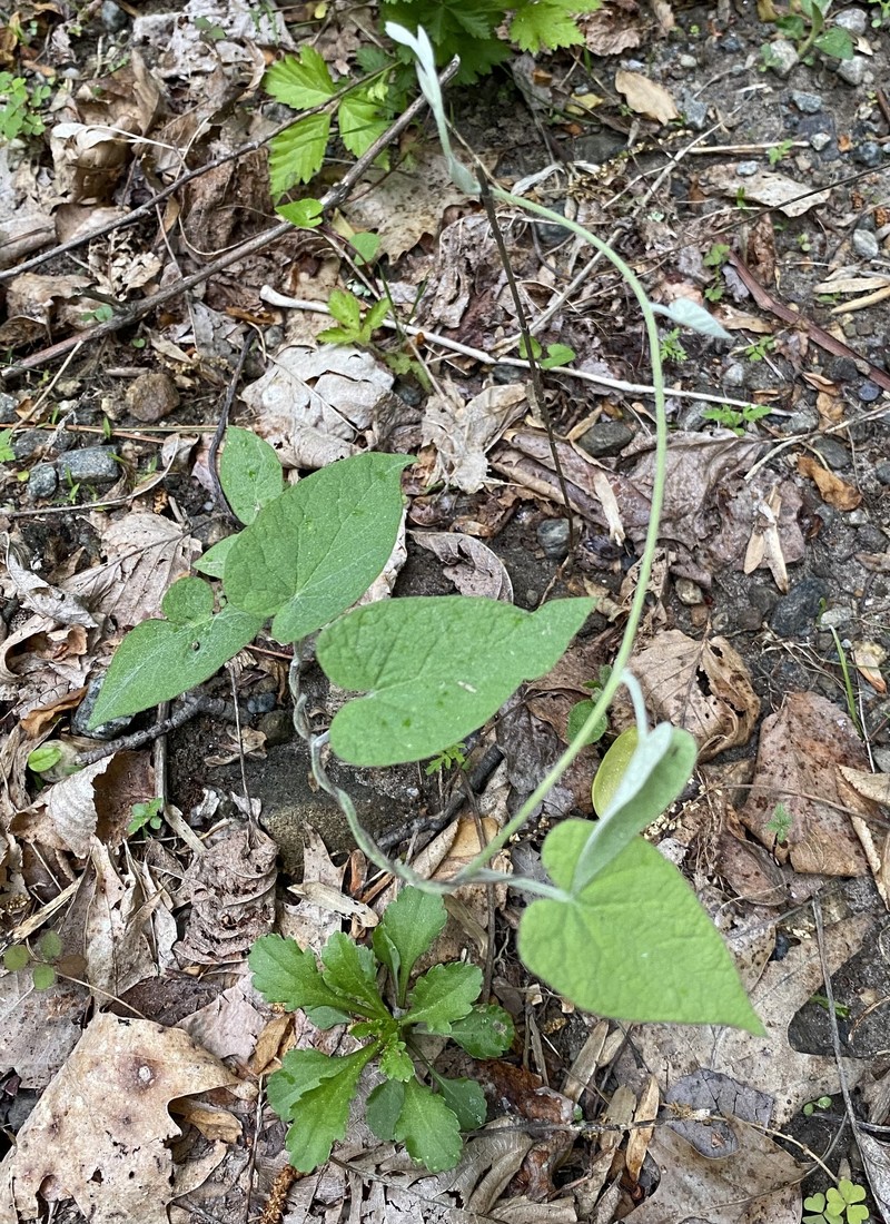 Calystegia catesbeiana subsp. sericata