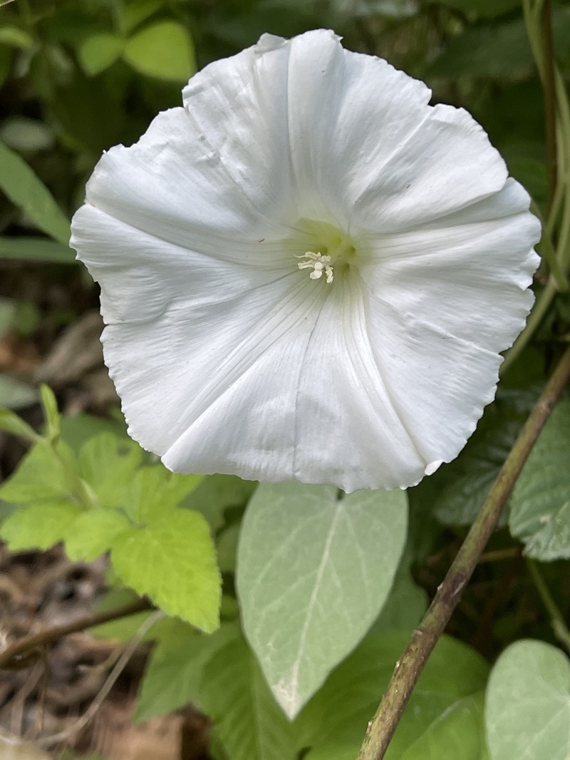 Calystegia catesbeiana subsp. sericata photo 3