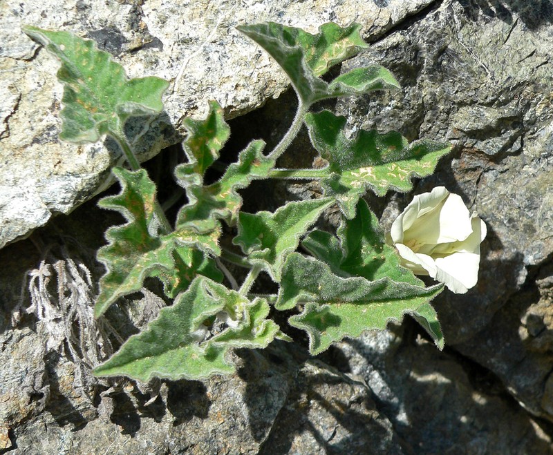 Coast Range False Bindweed