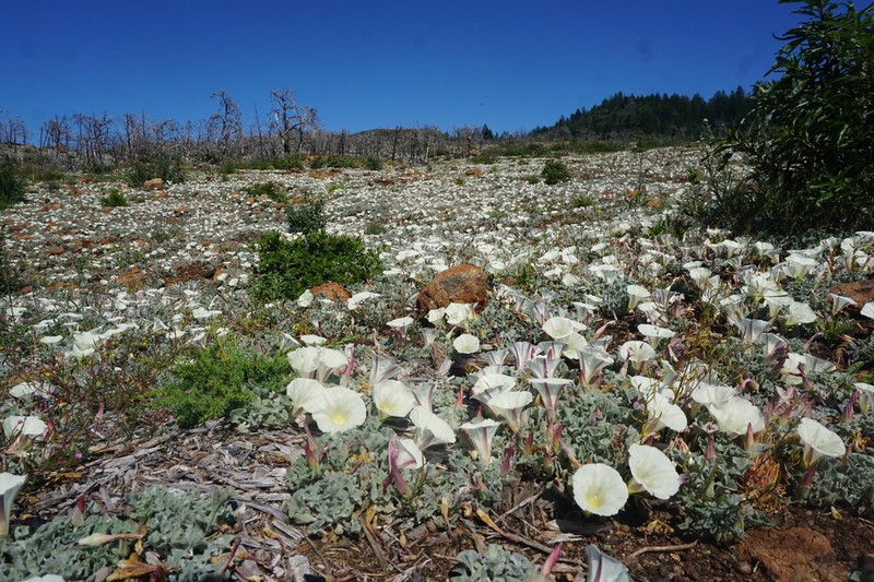 Coast Range False Bindweed photo 2