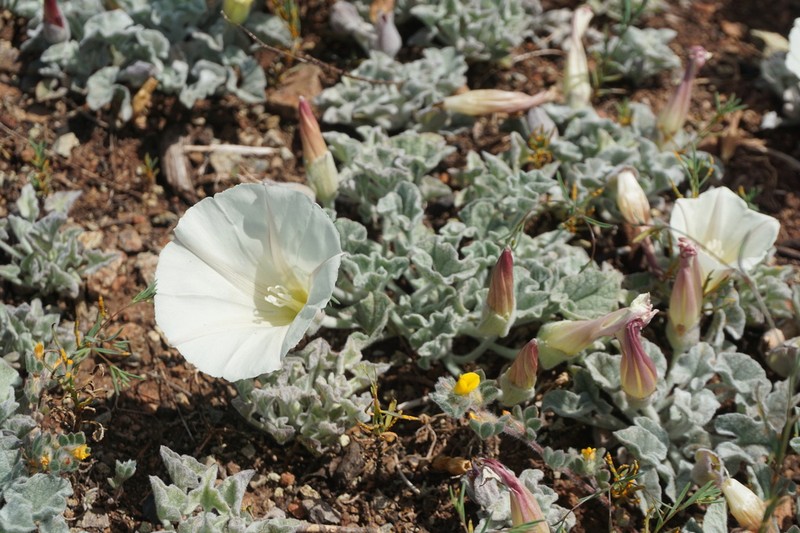 Coast Range False Bindweed photo 3