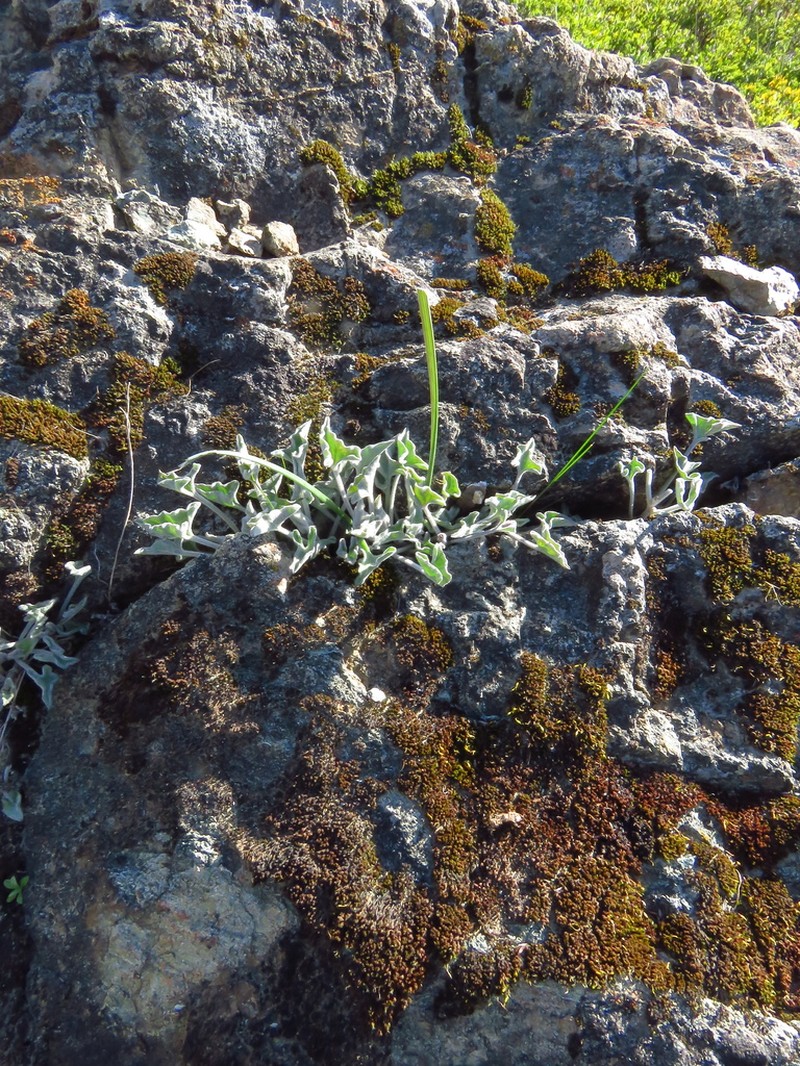 Coast Range False Bindweed photo 4