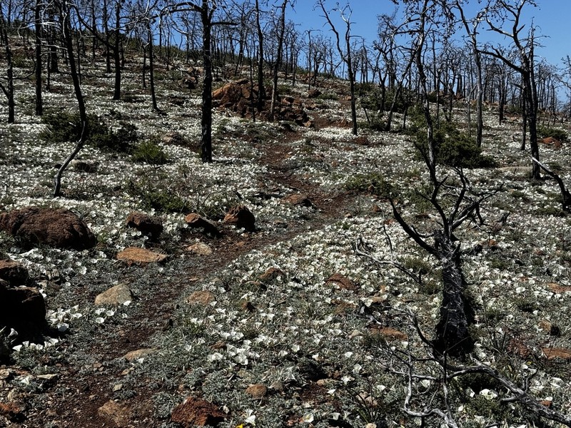 Coast Range False Bindweed photo 5