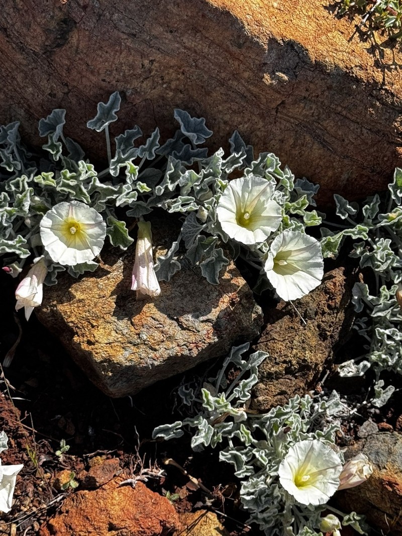 Coast Range False Bindweed photo 6