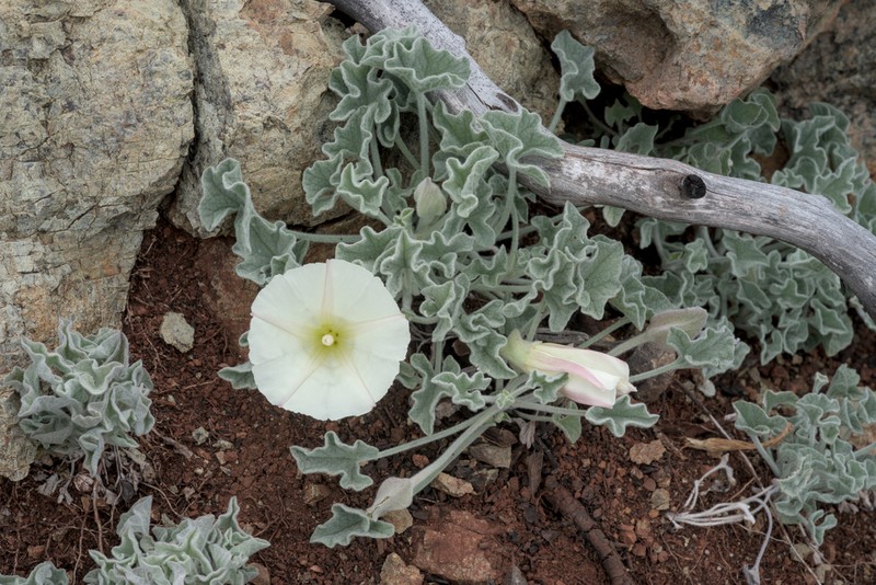 Coast Range False Bindweed photo 7