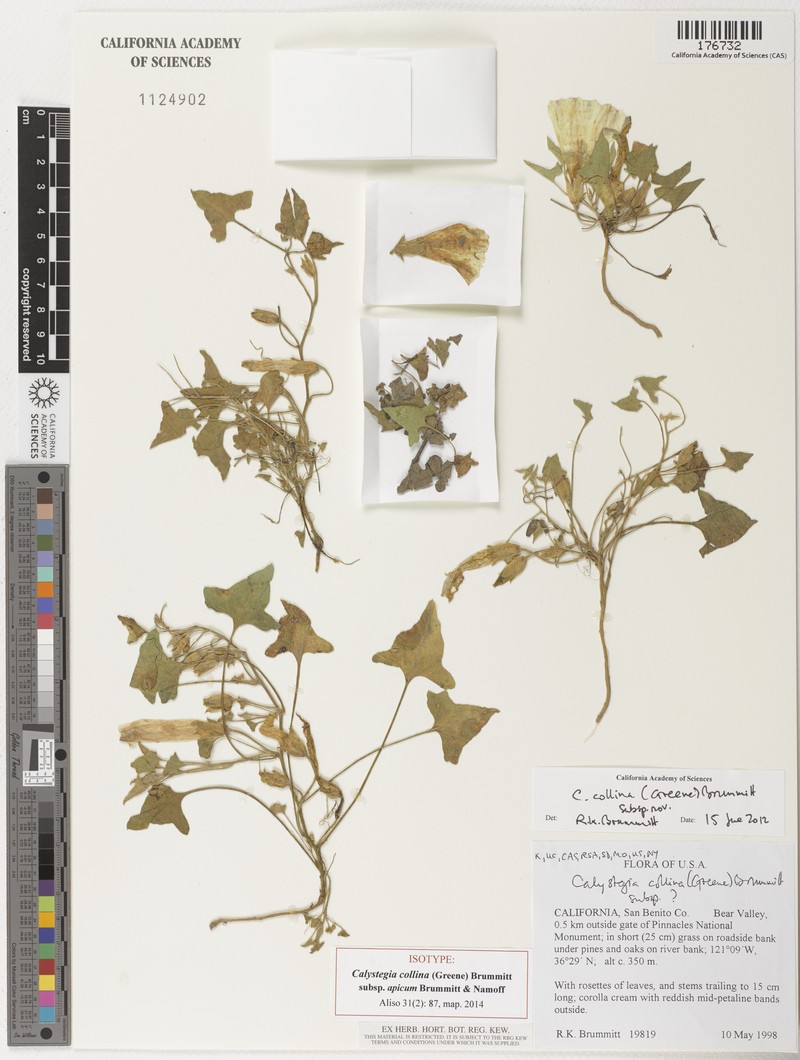 Calystegia collina subsp. apicum