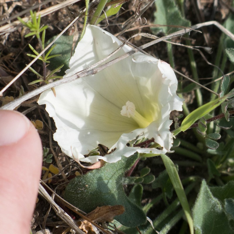 Calystegia collina subsp. collina photo 4