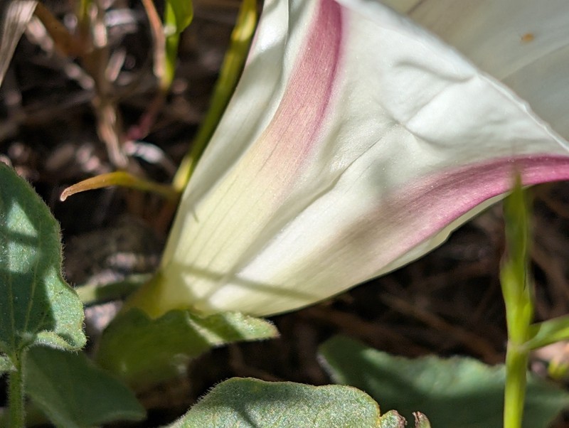 Calystegia collina subsp. collina photo 5