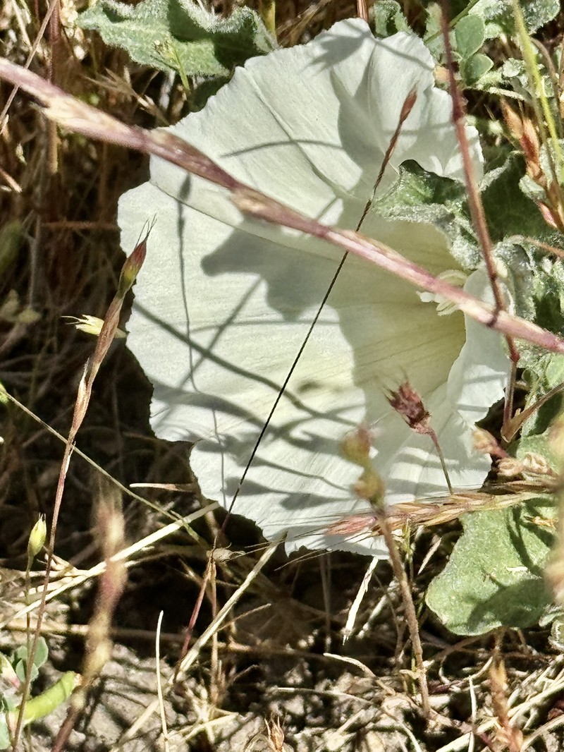 Calystegia collina subsp. collina photo 6