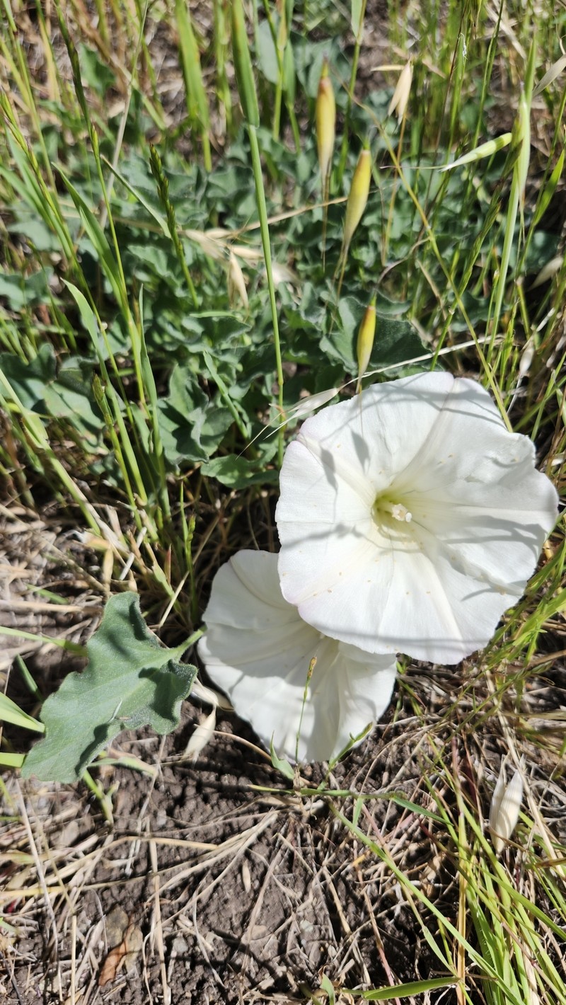 Calystegia collina subsp. collina photo 7