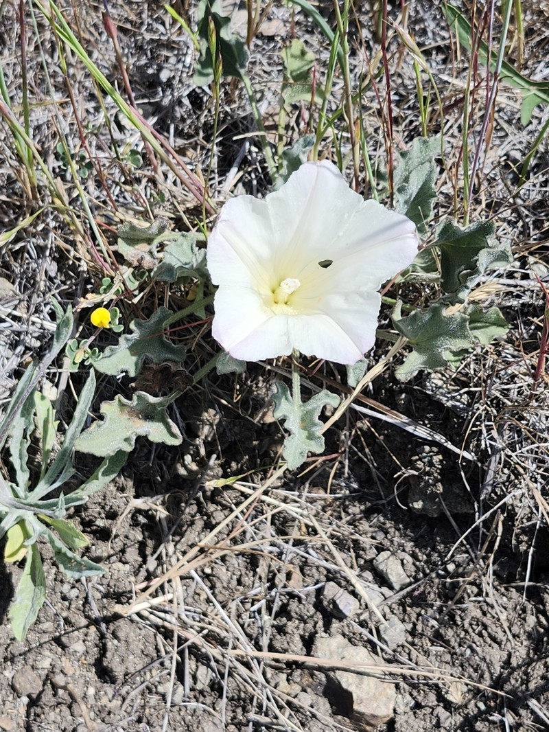 Calystegia collina subsp. collina photo 8