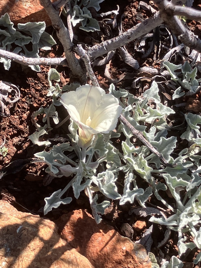 Calystegia collina subsp. oxyphylla photo 2