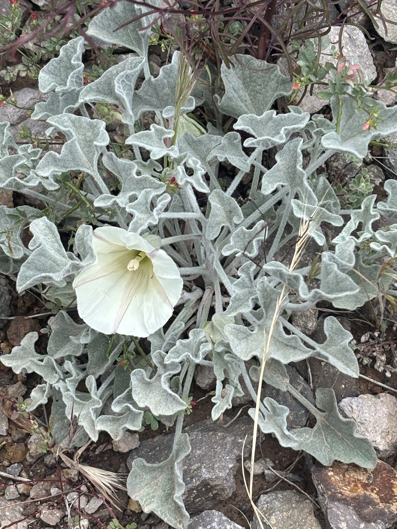 Calystegia collina subsp. oxyphylla photo 3