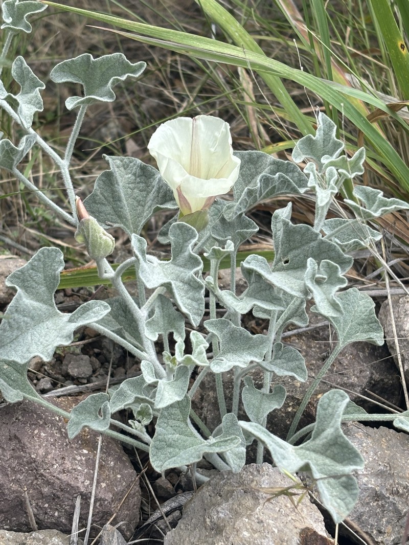 Calystegia collina subsp. oxyphylla photo 4