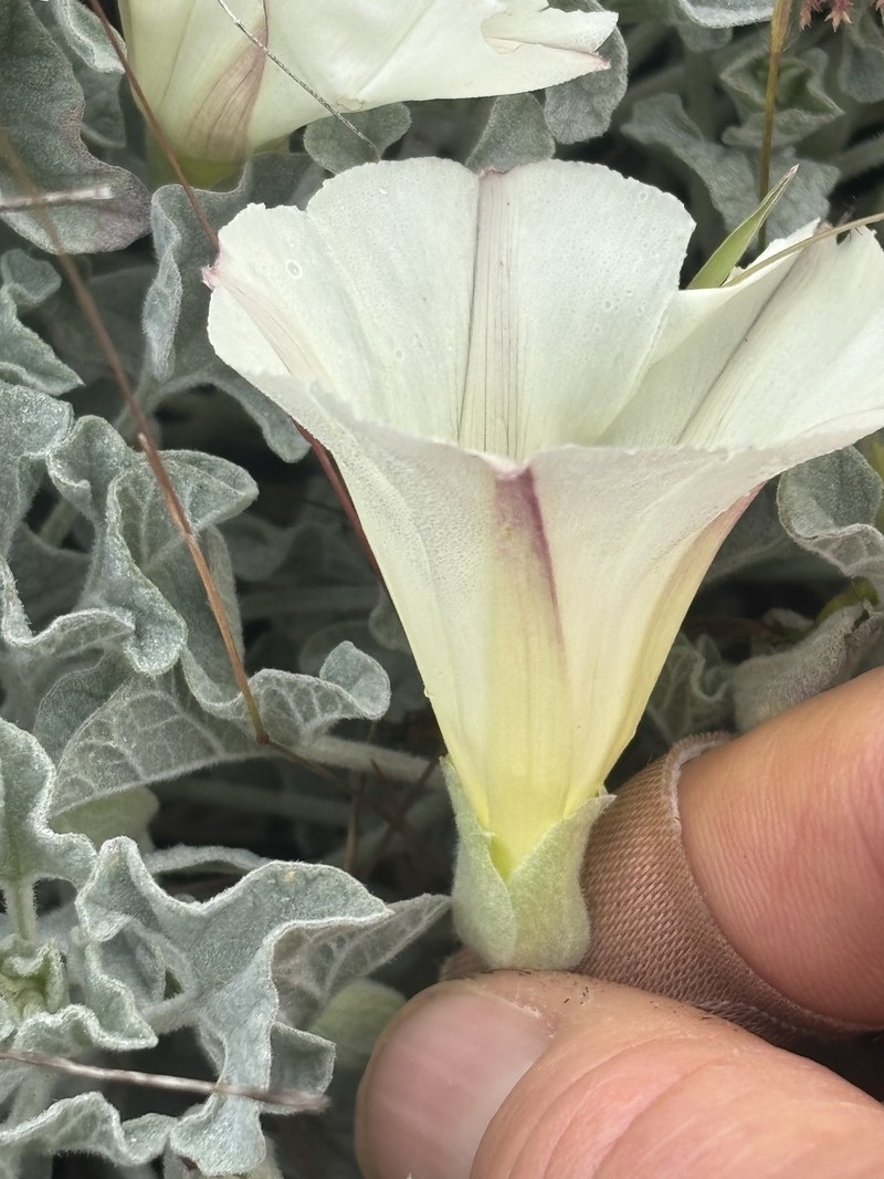 Calystegia collina subsp. oxyphylla photo 5
