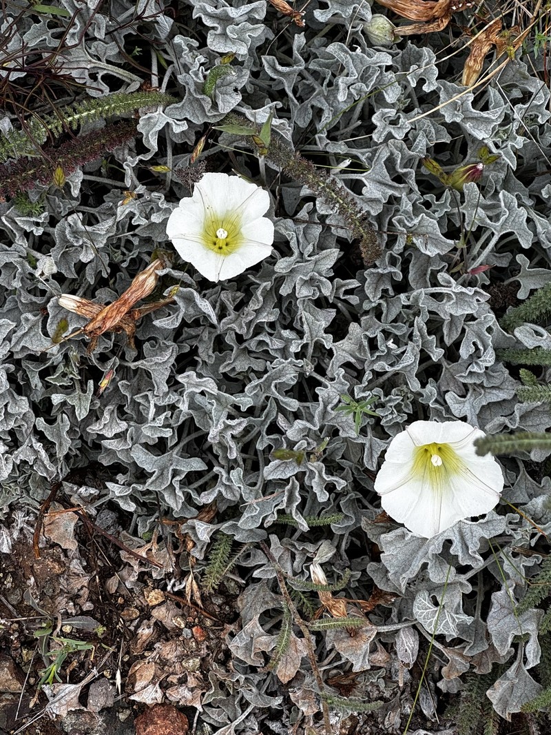 Calystegia collina subsp. oxyphylla photo 6