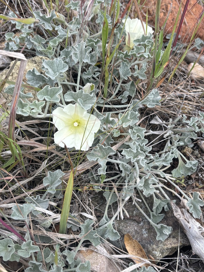 Calystegia collina subsp. oxyphylla photo 7