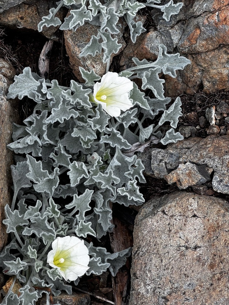 Calystegia collina subsp. oxyphylla photo 8