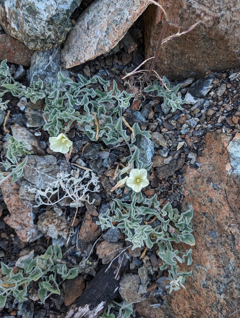 Calystegia collina subsp. tridactylosa