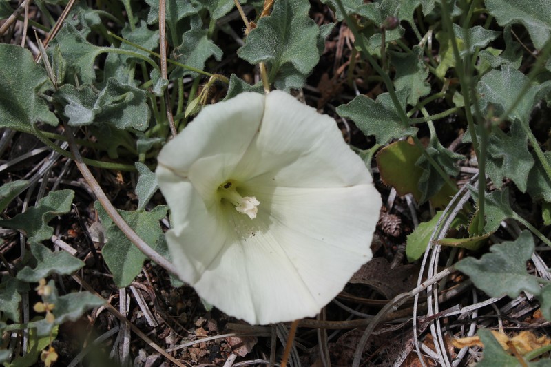 Calystegia collina subsp. venusta photo 3