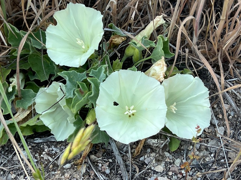 Calystegia collina subsp. venusta photo 4