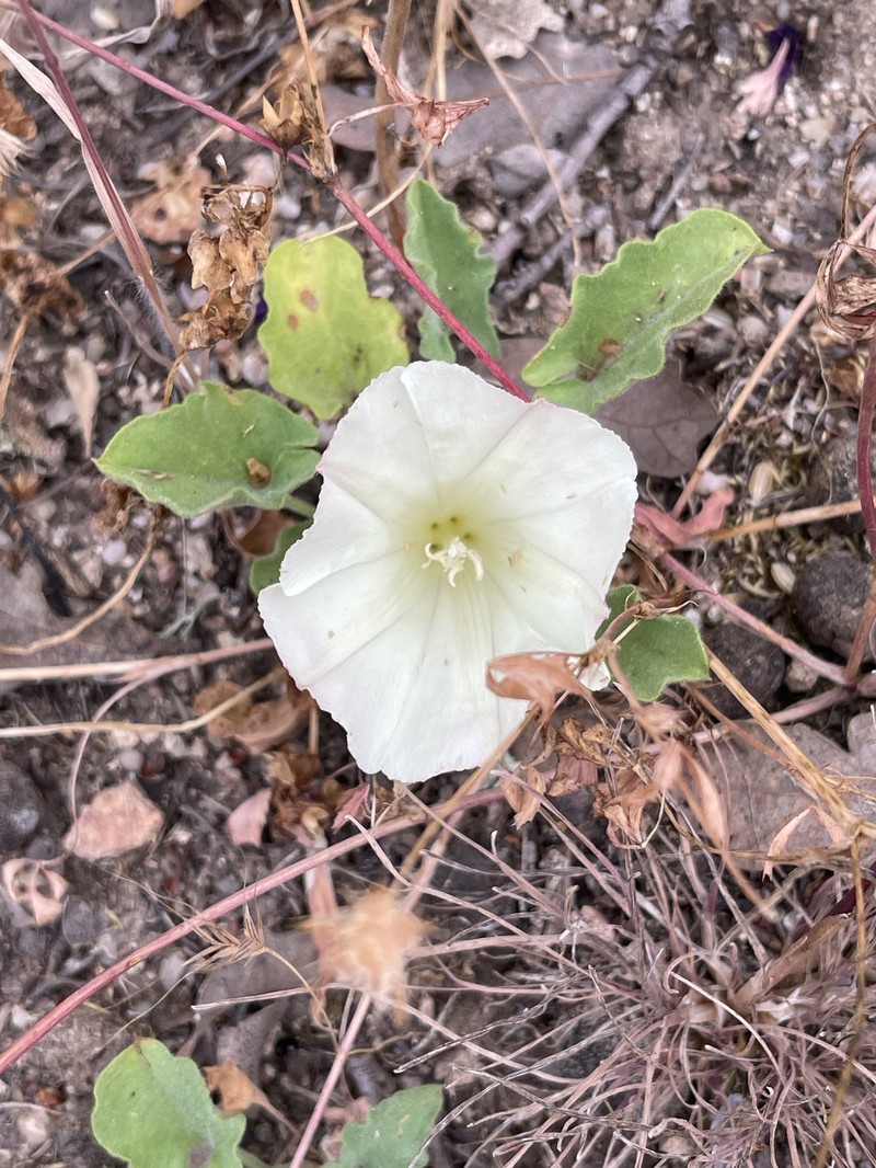 Calystegia collina subsp. venusta photo 6