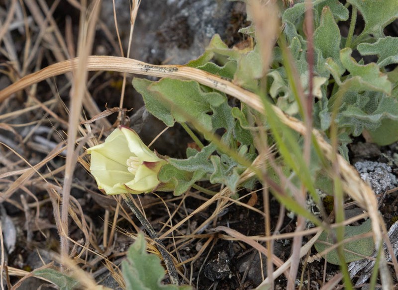 Calystegia collina subsp. venusta photo 7