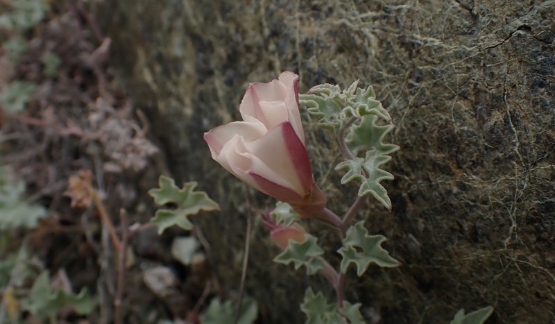 Calystegia collina subsp. venusta photo 8