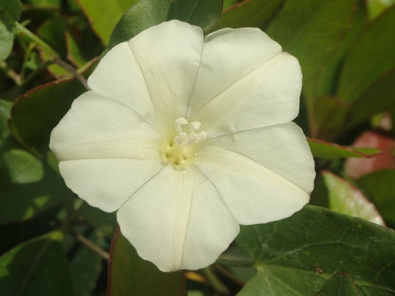 Lucky False Bindweed