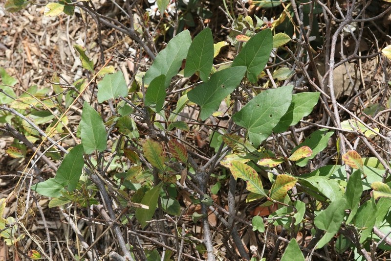 Lucky False Bindweed photo 2
