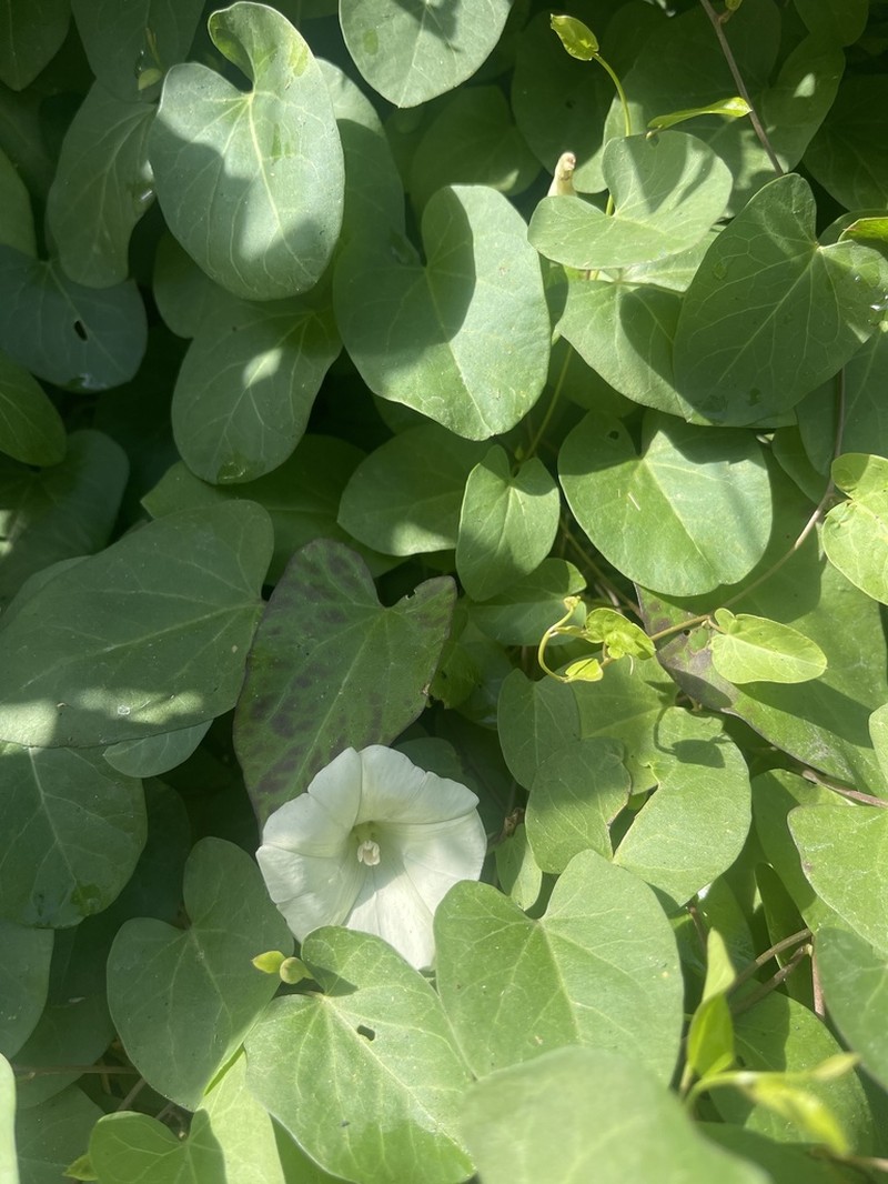 Lucky False Bindweed photo 3