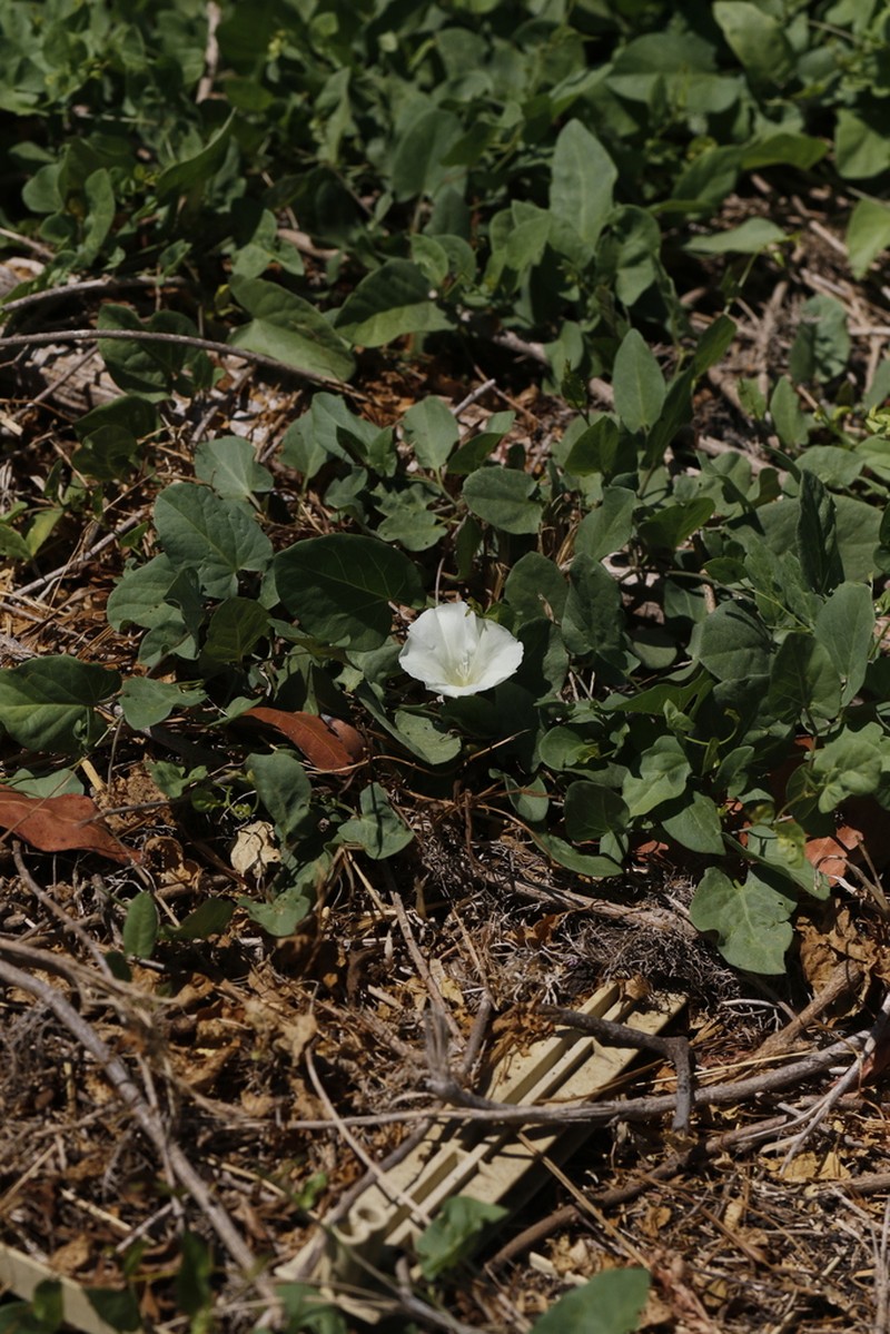 Lucky False Bindweed photo 4