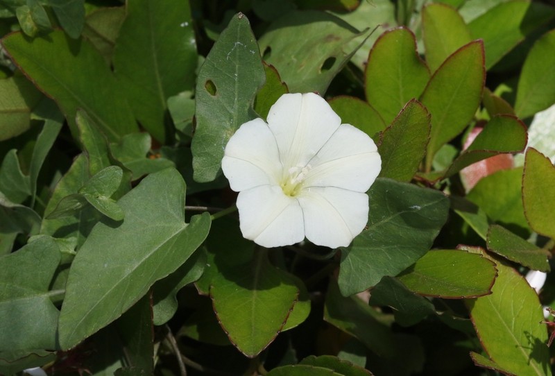 Lucky False Bindweed photo 5