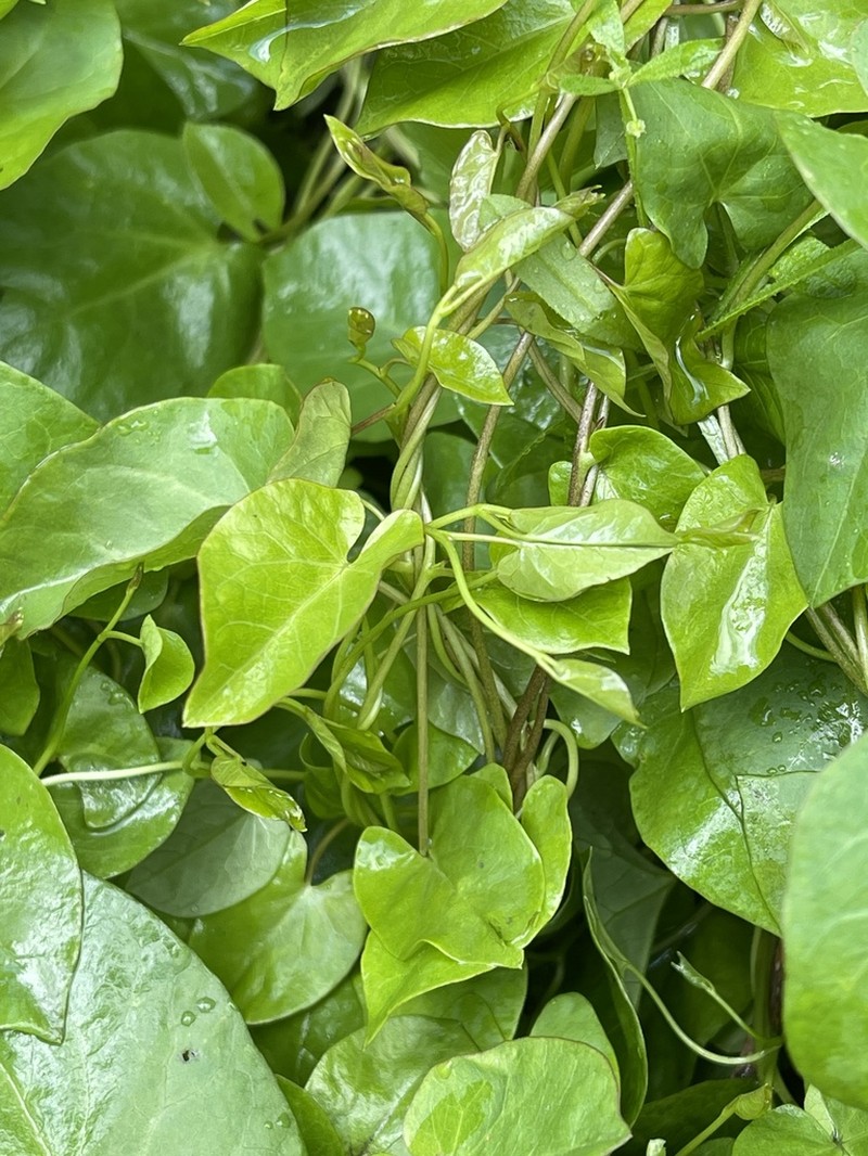 Lucky False Bindweed photo 6