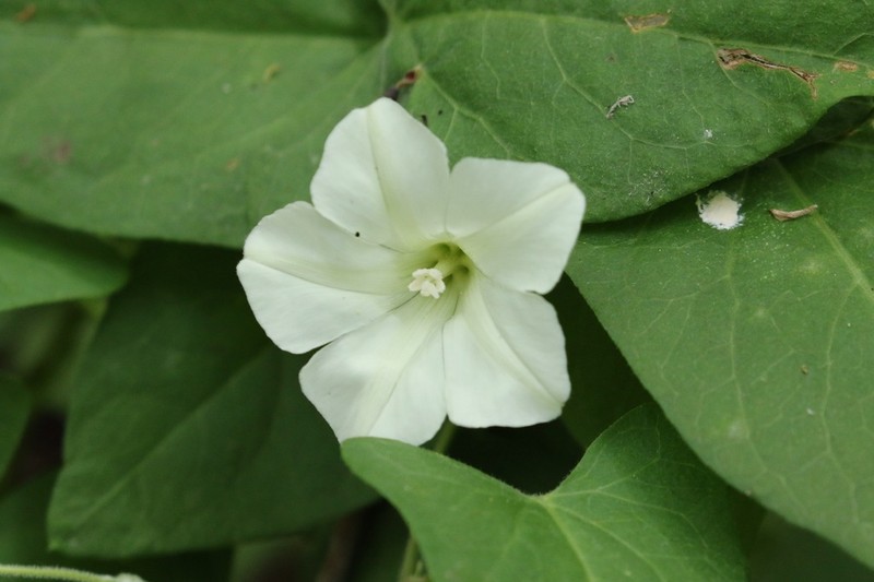 Lucky False Bindweed photo 7