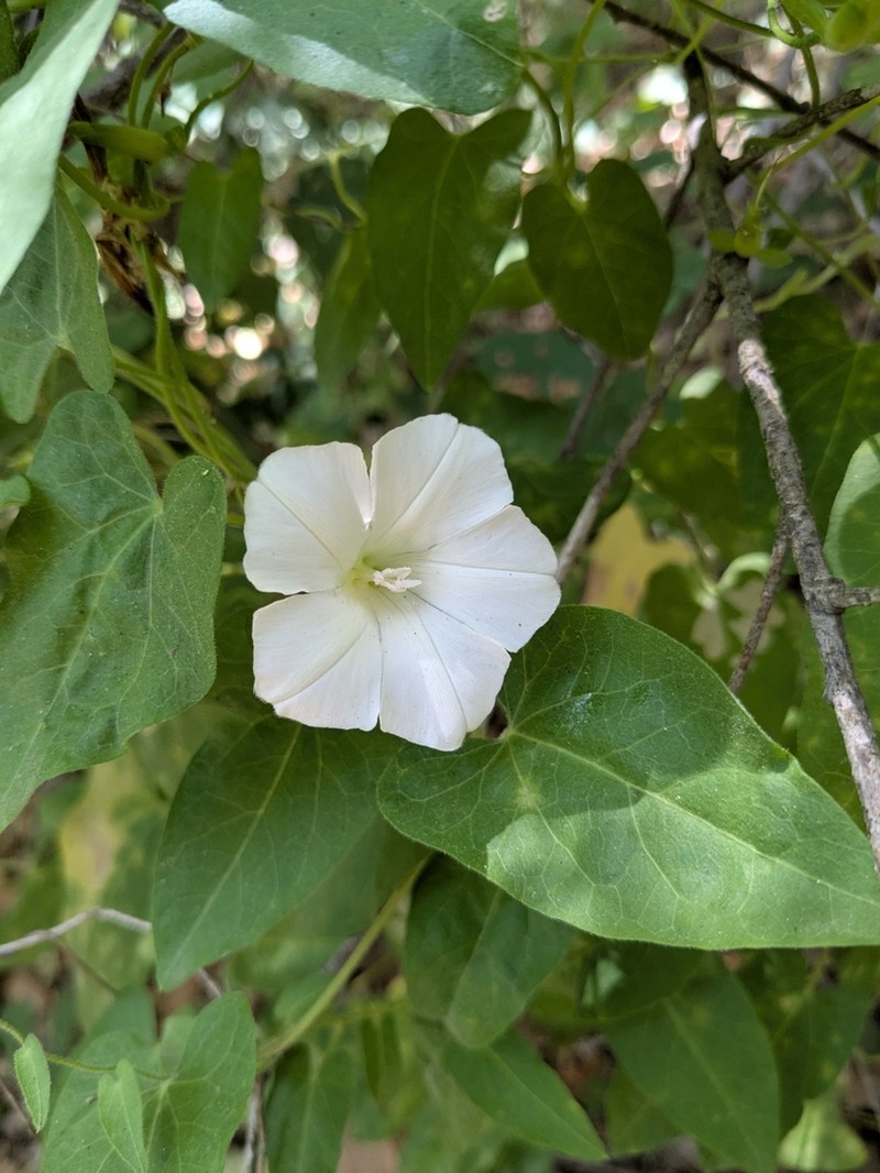 Lucky False Bindweed photo 8